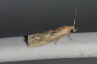 Eucosma gr. cana