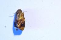 Ditula angustiorana