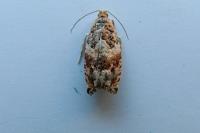 Epinotia abbreviana