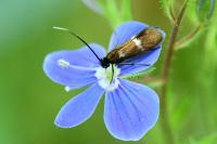 Cauchas fibulella