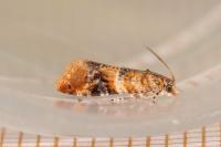 Lobesia reliquana