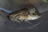 Hedya pruniana