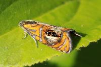 Olethreutes arcuella