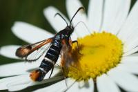 Pyropteron chrysidiforme
