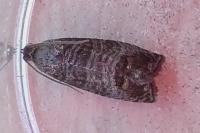 Cydia pomonella