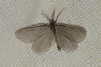 Rebelia plumella surientella