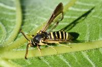 Paranthrene tabaniformis