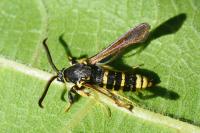 Paranthrene tabaniformis