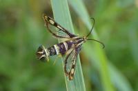 Chamaesphecia empiformis