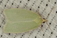 Tortrix viridana