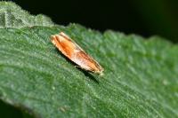 Ancylis mitterbacheriana