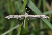 Stenoptilia