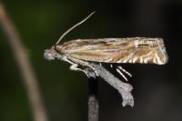 Eucosma gr. cana