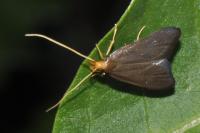 Eurodachtha pallicornella