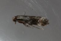 Dryadaula heindeli