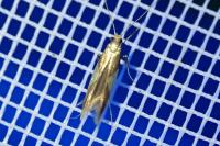 Caloptilia