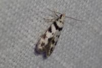 Pseudotelphusa scalella