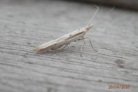 Ypsolopha mucronella