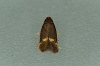 Borkhausenia minutella