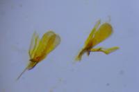 Phyllonorycter leucographella