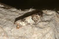 Epinotia thapsiana