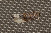 Hedya nubiferana