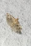 Alucita hexadactyla