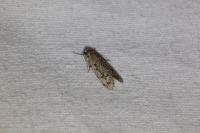 Diurnea fagella