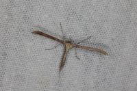 Emmelina monodactyla