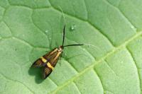 Nemophora degeerella