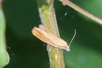 Lathronympha strigana