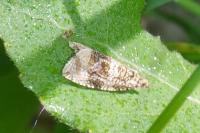 Celypha lacunana