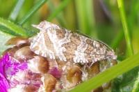 Celypha rivulana