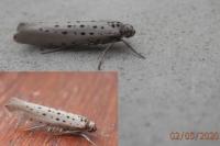Yponomeuta sedella
