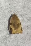 Choristoneura hebenstreitella