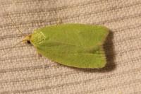 Tortrix viridana
