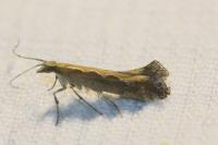 Plutella xylostella