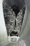 Acossus terebra