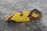 Agapeta zoegana