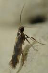 Euspilapteryx auroguttella