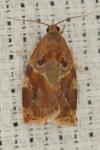 Archips xylosteana