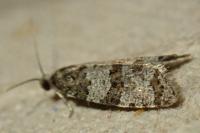 Isotrias rectifasciana