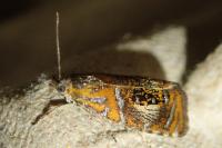 Olethreutes arcuella