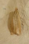 Helcystogramma rufescens