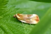 Eulia ministrana