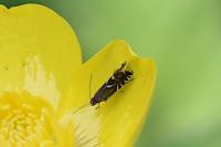 Glyphipterix