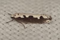 Ethmia bipunctella