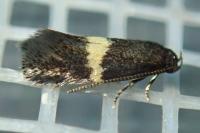 Elachista chrysodesmella