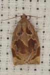 Archips crataegana