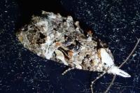Phtheochroa rugosana